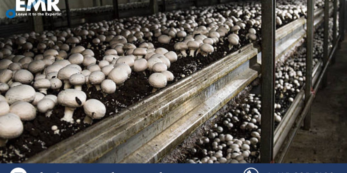 Global Mushroom Cultivation Market Size, Share, Price, Trends, Report and Forecast 2023-2028