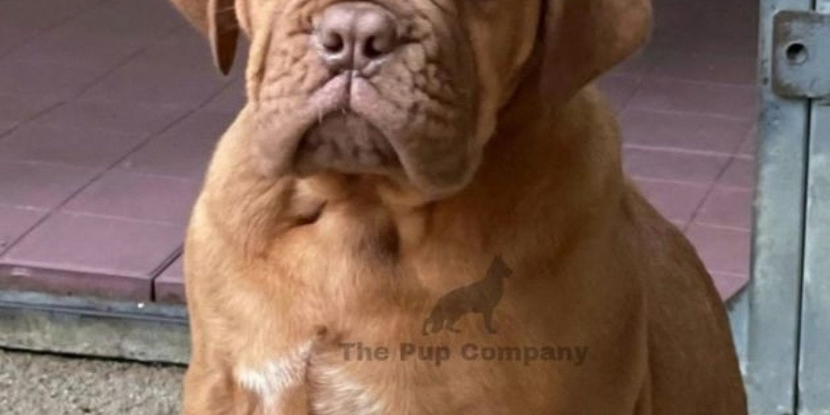 Large Breed Companions: Nurturing English and French Mastiff Puppies