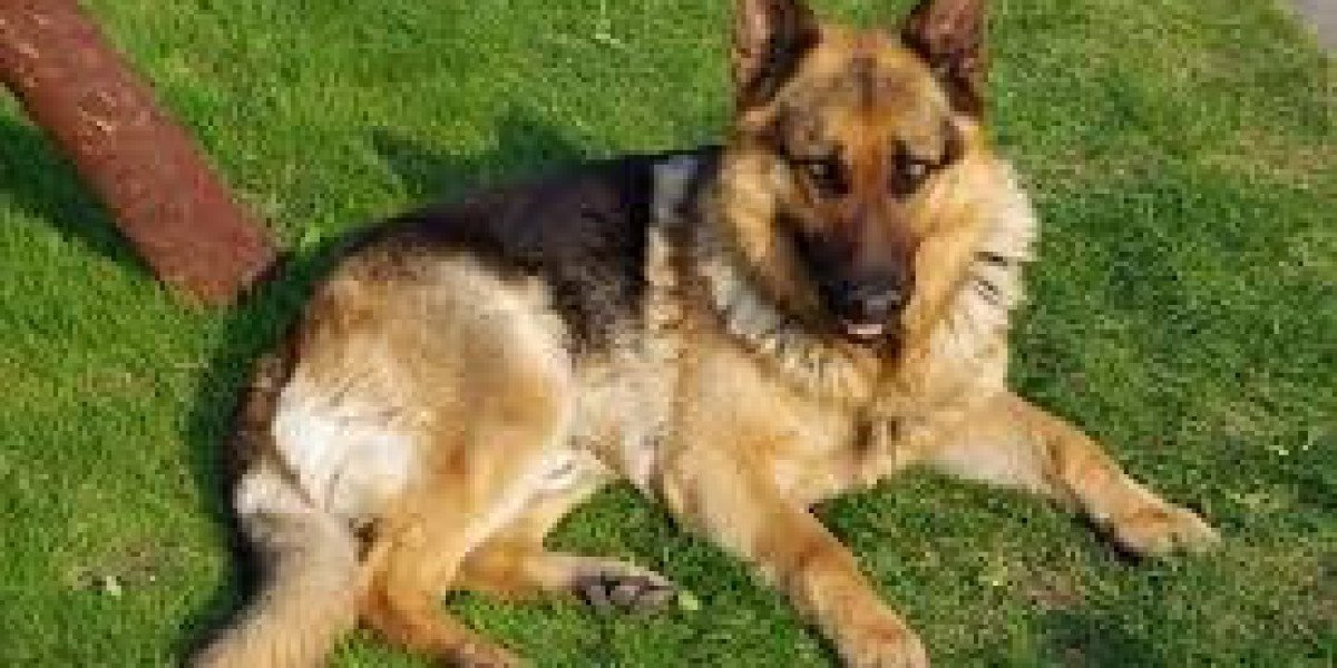 German Shepherd Puppies for Sale in Bangalore: A Complete Guide to Getting your Perfect Companion