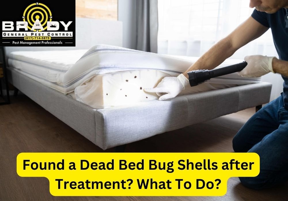 Found A Dead Bed Bug Shells After Treatment? What To Do? - Brady Pest Control