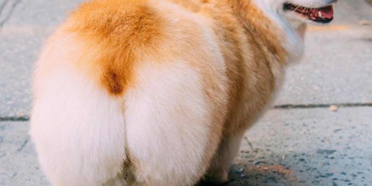 Corgi Fluffy Butt and the Fluffy Gene: Understanding the Charm of the Fluffy Corgi