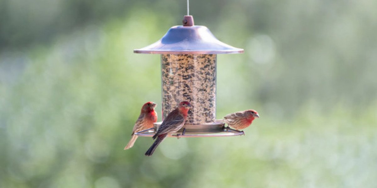 Invest in Stylish and Functional Bird Seed Feeders for Your Garden