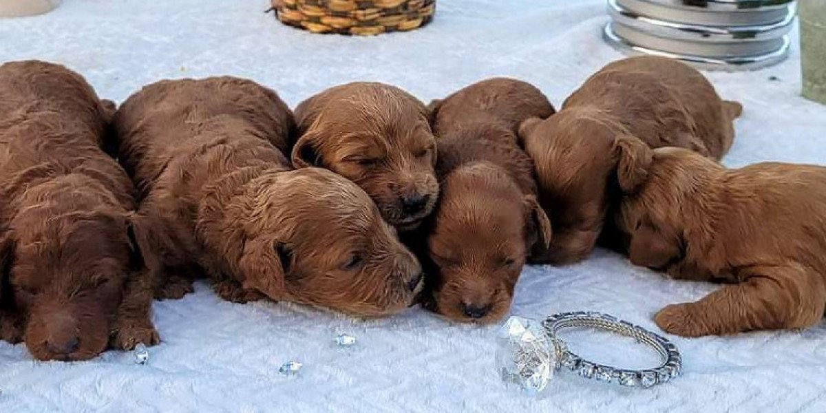 Finding Goldendoodles for Sale Near Me: Your Guide to Goldendoodle Puppies in Lakeland