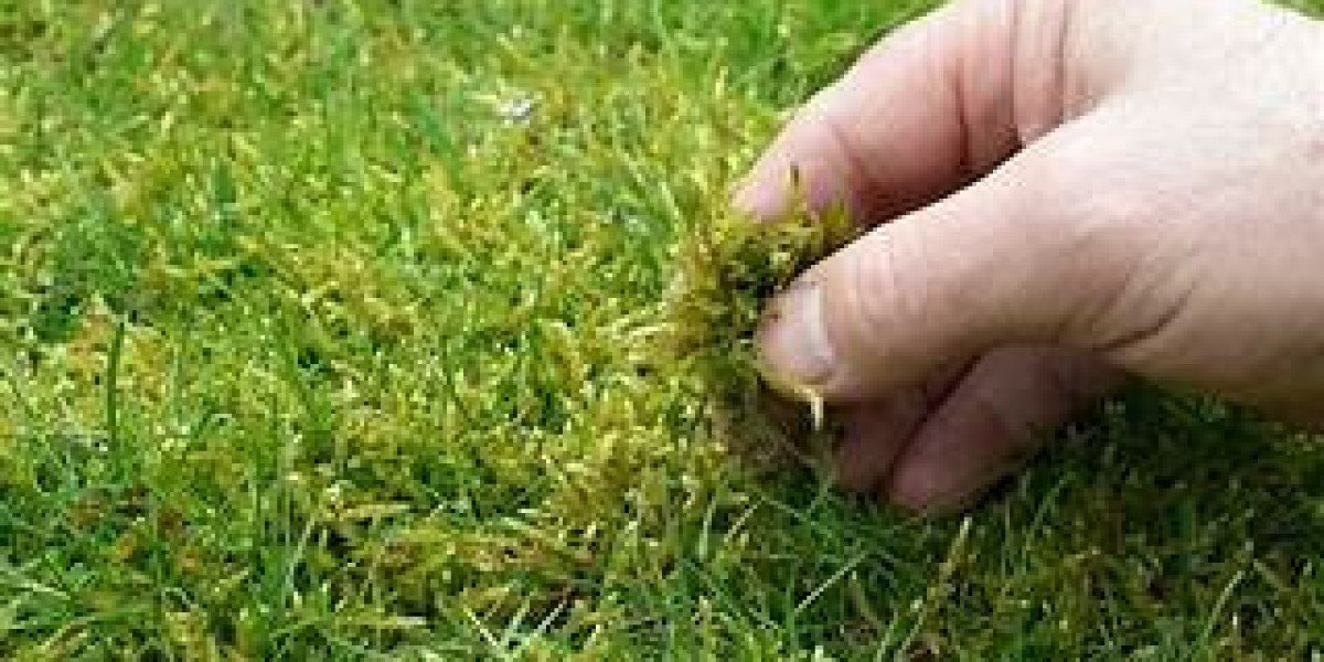 Effective Lawn Moss Control: A Comprehensive Guide