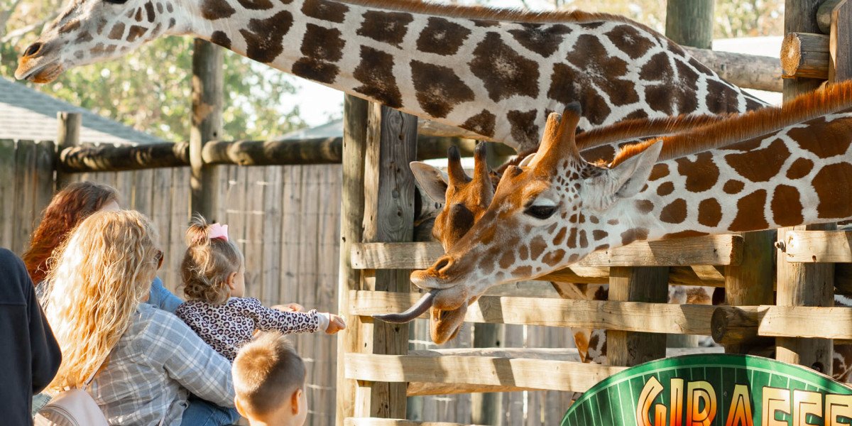 Ultimate Guide to Gulf Breeze Zoo and Gulfarium Marine Adventure Park