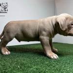 xl bully   for sale Profile Picture